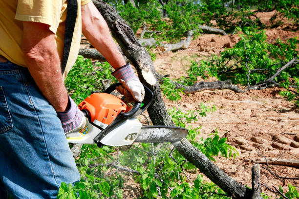 Professional Tree Services in Collinsville, MS